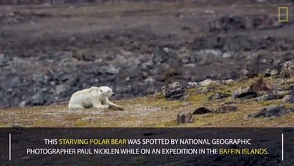 مقطع فيديو لدب قطبي هزيل أبكى مصوره يشعل مواقع التواصل