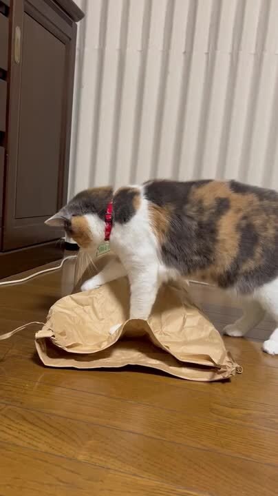 Cats Playfully Battle for Control of Paper Bag