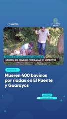 Mueren 400 bovinos por riadas en El Puente y Guarayos