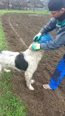 Dog Rescued After Getting Bucket Stuck