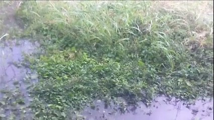 SEWER PROBLEMS IN ST. JAMES