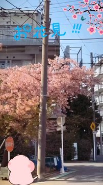 Cherry blossoms in Japan ❀ | 🌸 | ❀ 花見 Hanami Sakura 桜