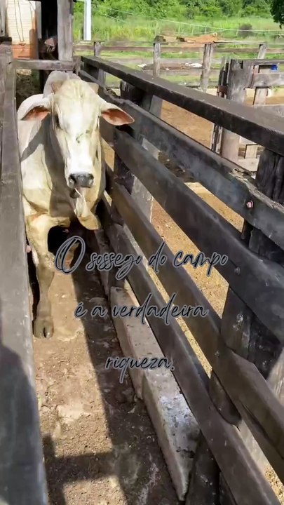 No campo, cada semente é um novo começo (11)