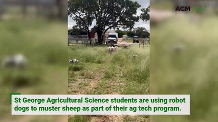 Ag students use robot dogs to muster sheep at St George