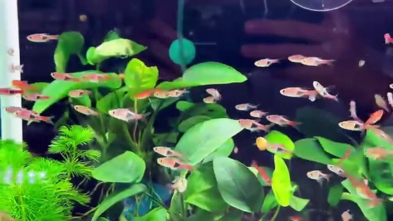 Aquarium 76