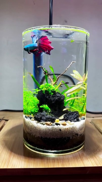 Aquarium 70