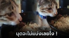 เอ็นดู น้องแมวนั่งดูแม่กินก๋วยเตี๋ยว แบบระยะประชิด ใจคอจะไม่แบ่งเลยไง