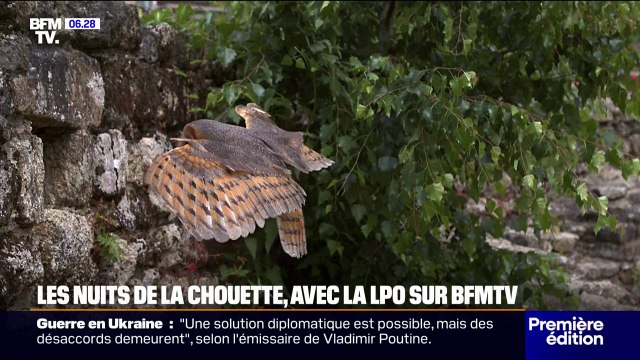 Plongez dans l'intimité des chouettes effraie des clochers avec la Ligue pour la protection des oiseaux