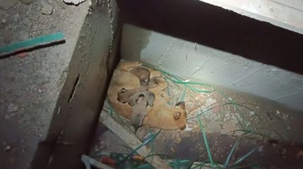 İnşaatta mahsur kalan anne köpek ve yavruları kurtarıldı