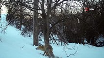 Erzincan’da yaban hayatı fotokapanla görüntülendi