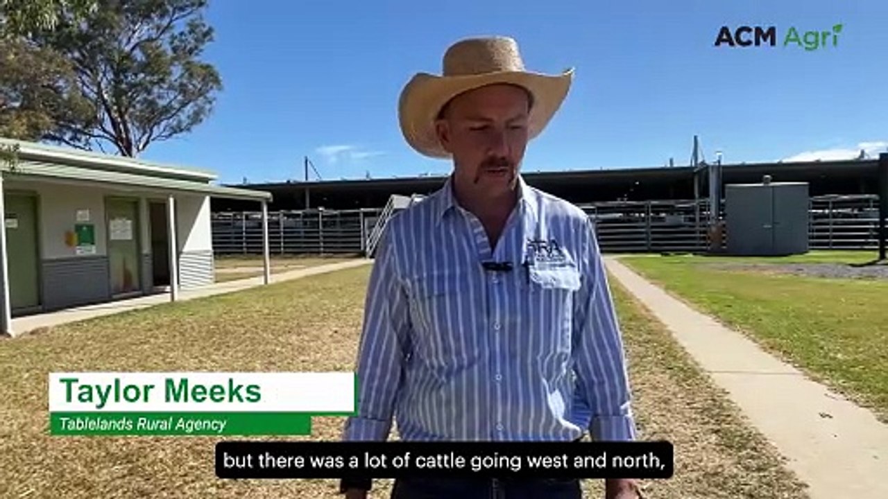 Rain draws northern buyers to CTLX blue ribbon weaner sale