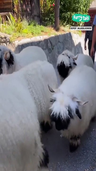 Lach dich schlapp mit Lustige Pfoten Ч. 45