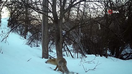 Erzincan’da yabani hayvanların hayatı görüntülendi