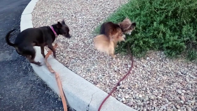 Villanova Paco seemingly enjoying each others companionship and observing neighborhood on doggie walk rest stop VID_20250331_184926427