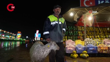 Kırıkkale'de 'koku' faciası: 23 küçükbaş hayvan öldü!