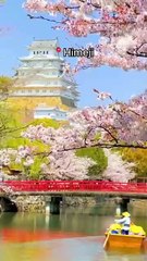 Your Ultimate Cherry Blossom Tour in Japan Starts Here