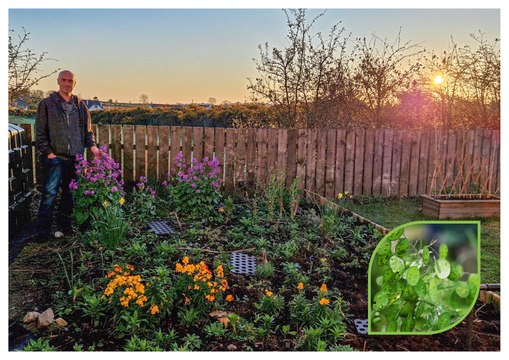 10 retro 1980s flowers that are due to make a comeback - Gardening with Brendan