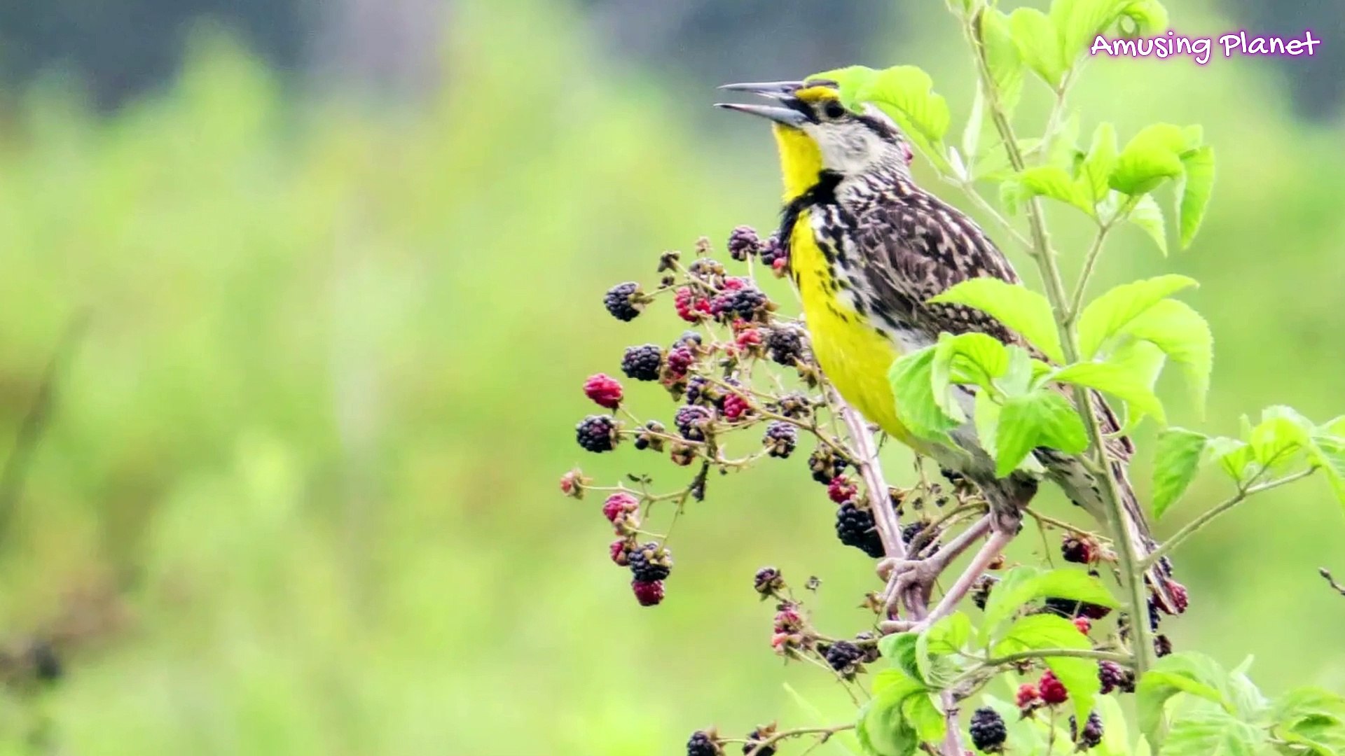 ⁣Eastern Meadowlark Call Song Sounds 04 April 2025