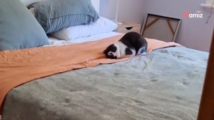 Un chat reçoit de l’eau sur la tête : sa réaction fait hurler de rire plus de 6M d’internautes