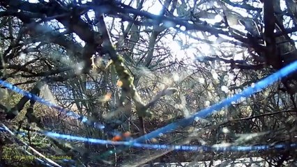 Drink driver crashes into tree and plots fake theft