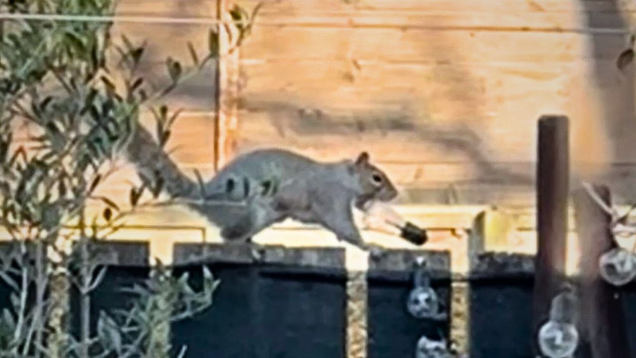Dieses freche Eichhörnchen stahl 25 Gartenlichter, um sein Nest zu schmücken
