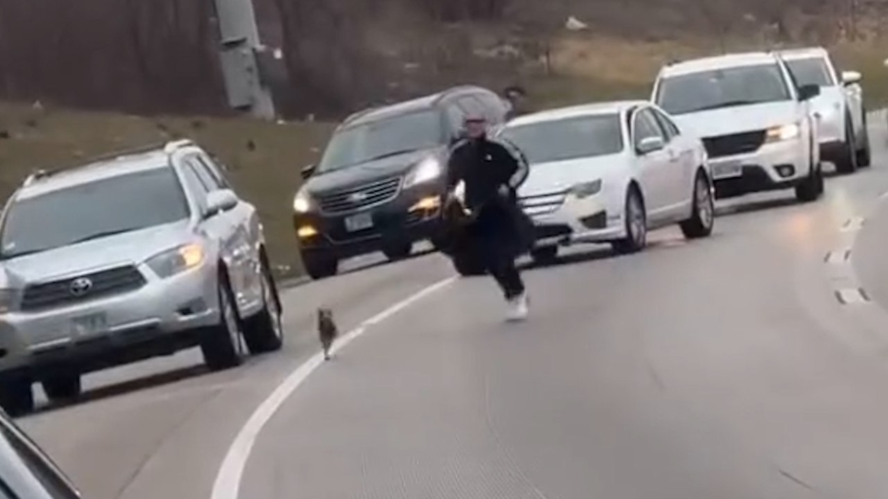 Herumstreunender Welpe verursacht Chaos auf viel befahrener Autobahn