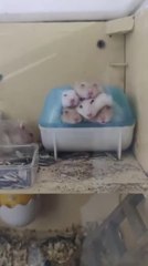 Hamsters' Cozy Moment