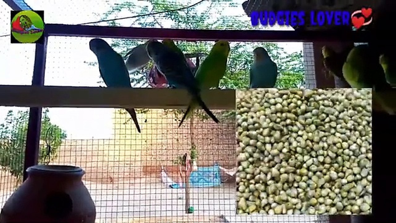 Australian parrots k chicks ka mar Jana (death ho Jana),reason and solution..