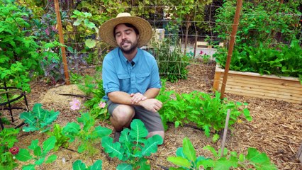 Growing Broccoli, From Seed to Harvest