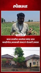 काल लाखोंचा असलेला कांदा आज कवडीमोल, अवकाळी संकटानं शेतकरी उध्वस्त