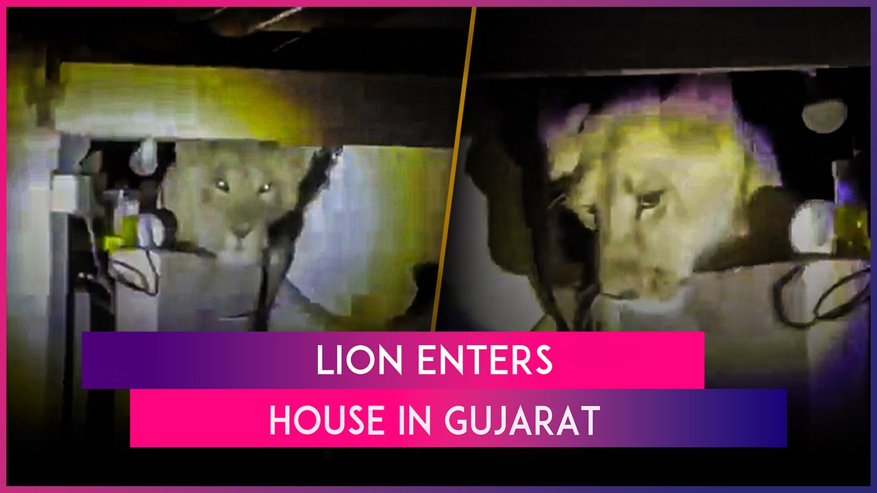 Lion Enters Home In Gujarat: A Wild Cat Enters A House Through Roof Leaving Family Members Shocked