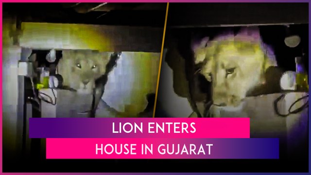 Lion Enters Home In Gujarat: A Wild Cat Enters A House Through Roof Leaving Family Members Shocked
