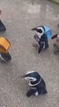 Ironizan con un vídeo de unos pequeños pingüinos con mochilas: 