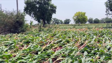 "देव असता तर आमचं असं नुकसान केलं नसतं"