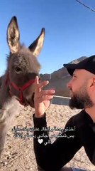 ARBIAN HORSES سنبل الشقي