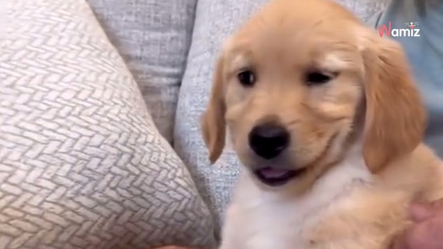 Ce chien Golden Retriever rencontre sa nouvelle petite soeur : sa tendresse bouleverse 3M d'internautes (vidéo)