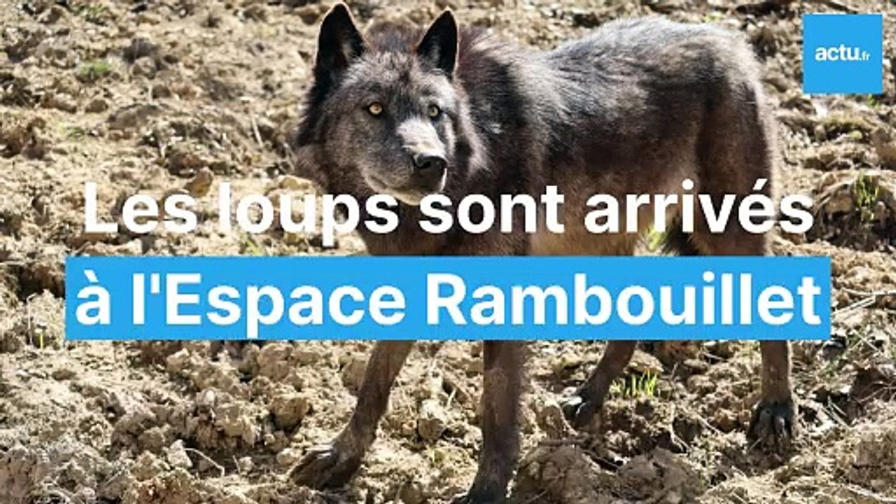 Les loups sont arrivés à Rambouillet