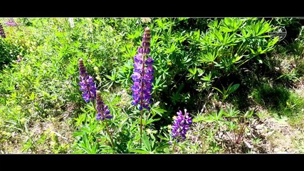 ALTITUDE PECHE - Voeux 2022