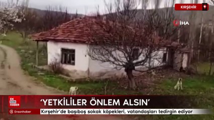 Kırşehir'de başıboş sokak köpekleri, vatandaşları tedirgin ediyor