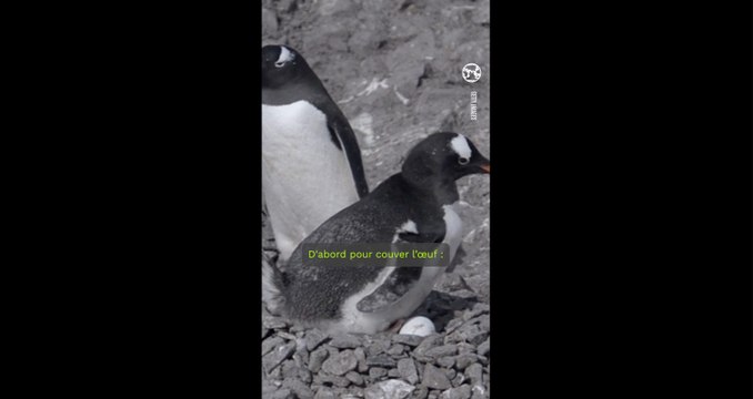 Chez les manchots papou, on élève les petits de façon paritaire