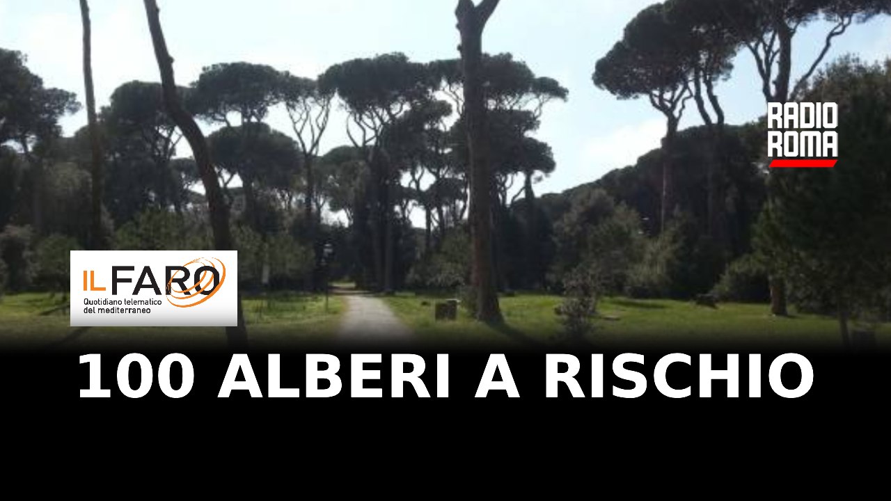 Pineta di Fregene, oltre 100 alberi a rischio: al via il piano per la messa in sicurezza