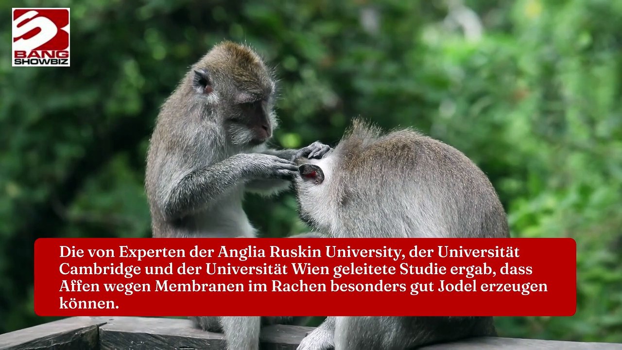 Affen sollen die besten Jodler der Welt sein, wie eine neue Studie zeigt.