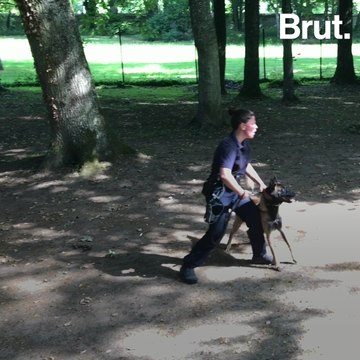 La formation des chiens policiers