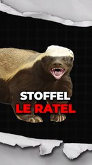 Stoffel Scofield: Profile and Achievements