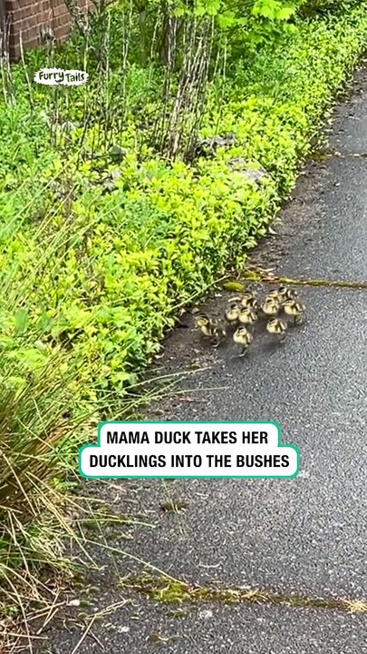 Lach dich schlapp mit Lustige Pfoten Ч. 46