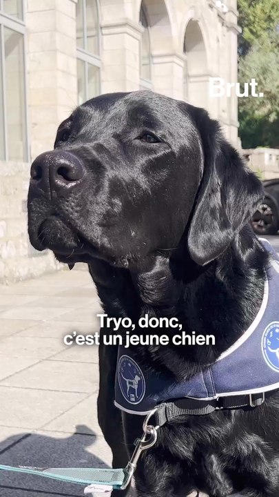 Tryo, un chien d’assistance judiciaire