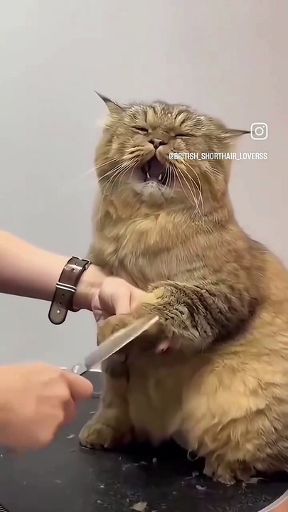 C'est quoi ce chat ? ?