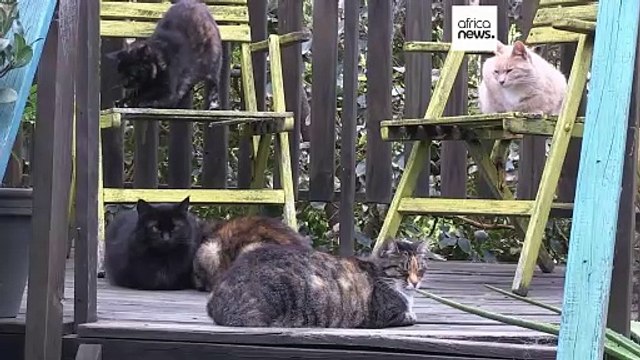 Afrique du Sud : des chats abandonnés sauvés grâce à un refuge unique