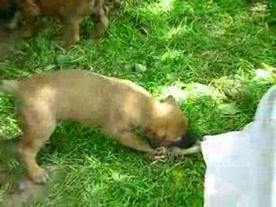 chiots 05 05 08
