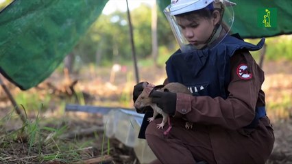 Un ratón en Camboya establece récord de detección de minas